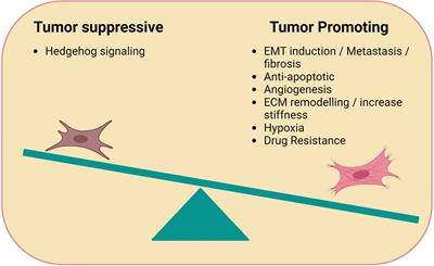 Unraveling the role of cancer-associated fibroblasts in B cell lymphoma